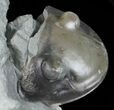 Cute Little, Enrolled Isotelus Trilobite - Ohio #57859-1